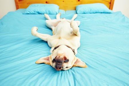 If you're feeling doggone lonesome after a poor night's rest, don't fret: the authors say just one good night of sleep can reboot feelings of sociability.
