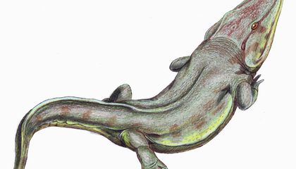 Paleontologists Uncover Fossil Impressions of Giant, Alligator-Like Amphibians