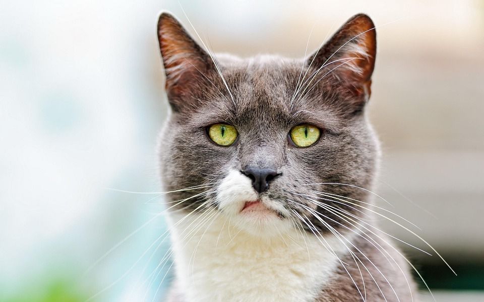 The CIA Experimented On Animals in the 1960s Too. Just Ask