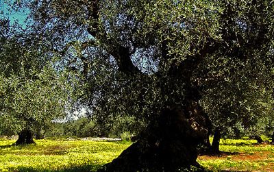 An olive tree in Italy
