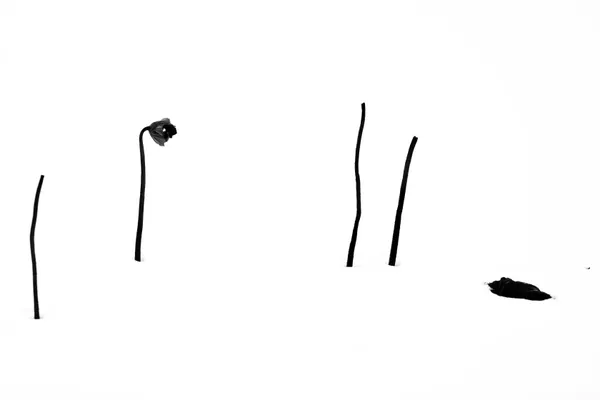 Withered Lotus thumbnail