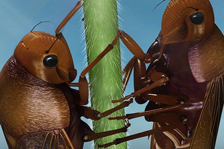 A computer rendering of the ancient froghoppers mating