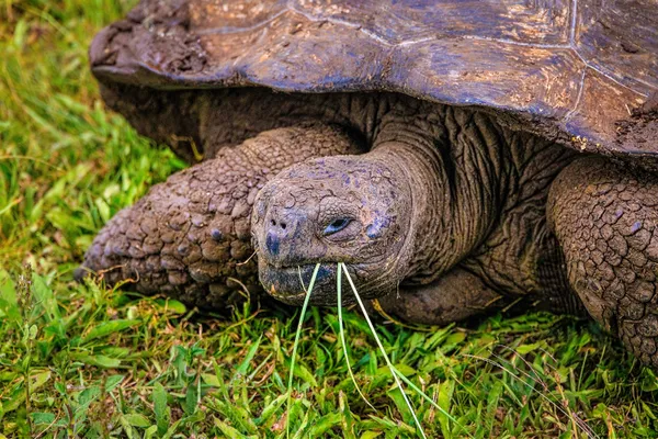 Giant Tortoise in Galapagos Islands thumbnail