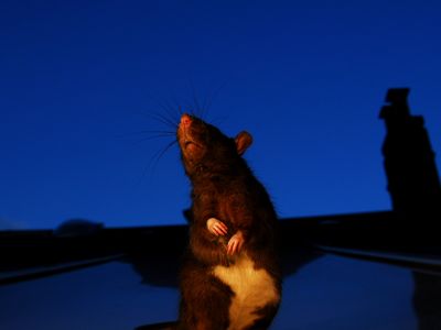 Rats' days are numbered in New Zealand.