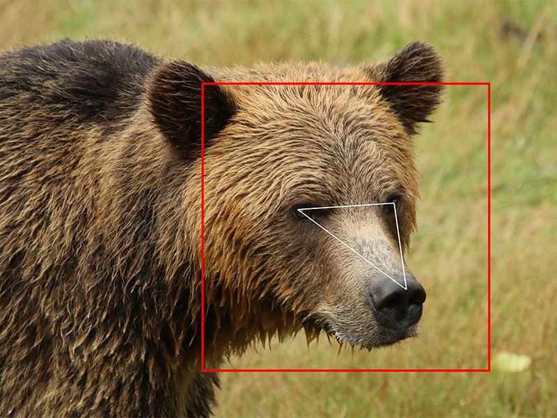 New A.I. Offers Facial Recognition for Grizzly Bears Smart News