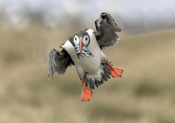 Puffin thumbnail