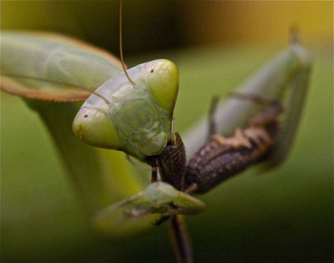 Praying mantis eating a cricket | Smithsonian Photo Contest ...