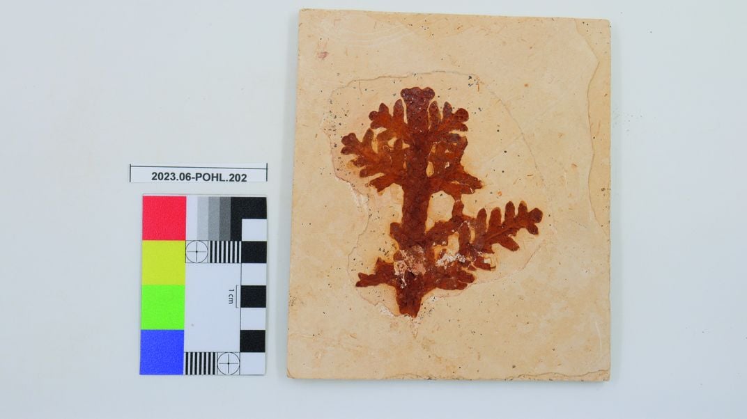 A Brachyphyllum fossil