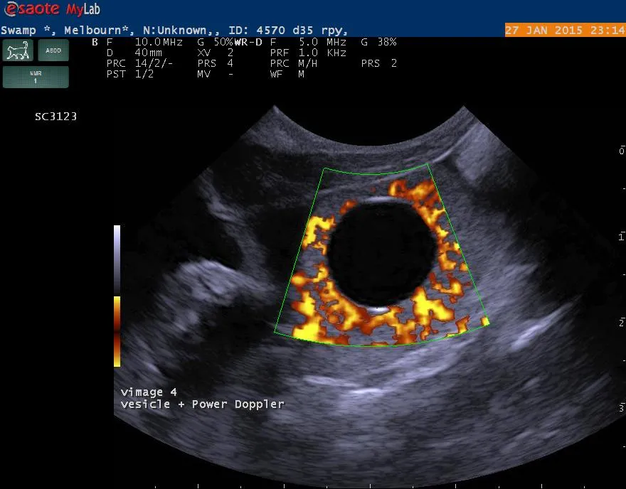 Ultrasound image of a swamp wallaby at day 15 of gestation