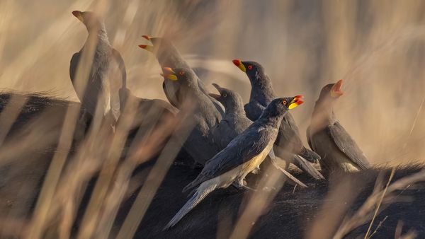 Oxpeckers on Buffalo Back thumbnail