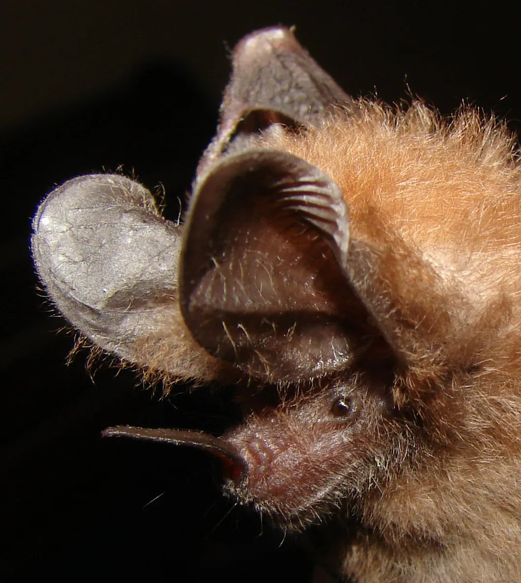 Big-Eared Bat