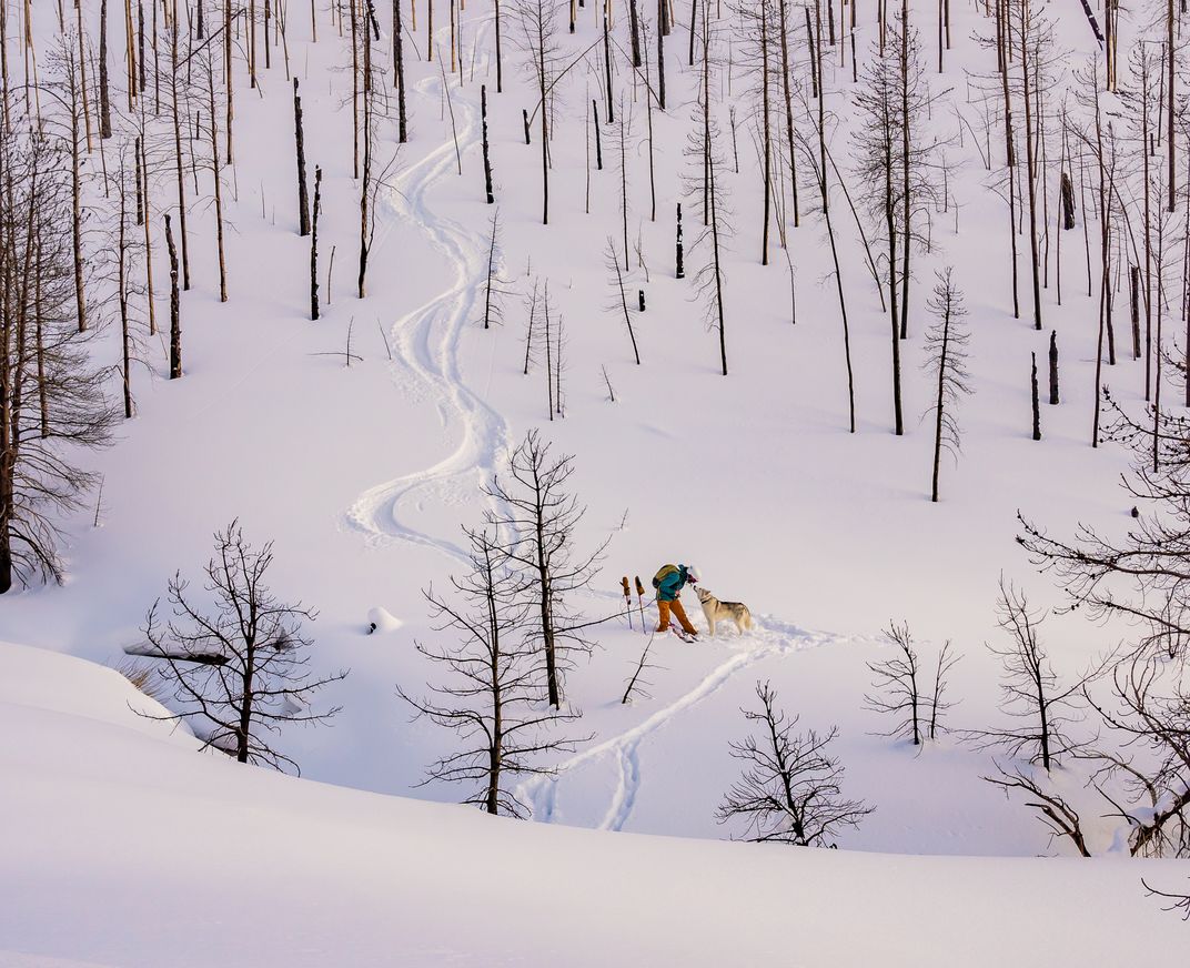 11 - The slender trunks of charred trees stick up leafless from a snowy terrain.