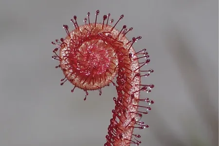 The Florida threadleaf sundew is endemic to just two counties in the state&rsquo;s Panhandle, where it relies on the sandy margins of sinkhole lakes.
