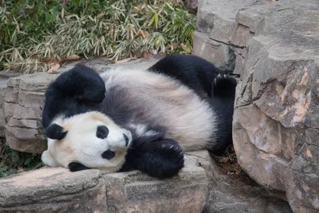 The National Zoo's female panda Mei Xiang (above in 2019) is exhibiting signs of a possible pregnancy. These same behaviors could also mean she is experiencing a pseudopregnancy. 