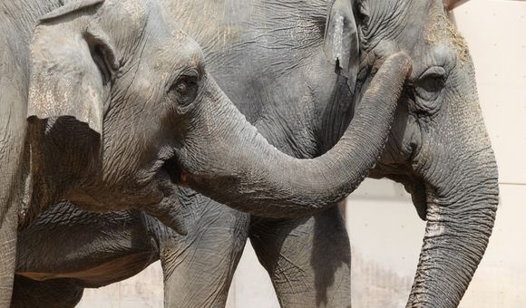 Bozie (left) and Shanthi (right) may be from different family groups, but they have built a lasting friendship.