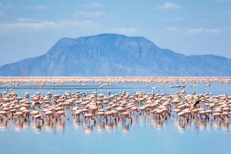 Lesser flamingos feed on Lake Natron with Shompole Volcano in the background.