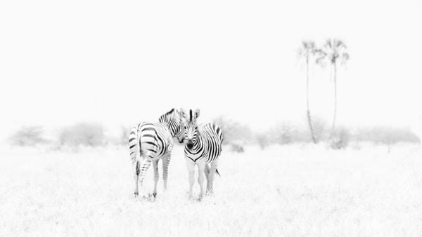 Zebras in the Bush thumbnail