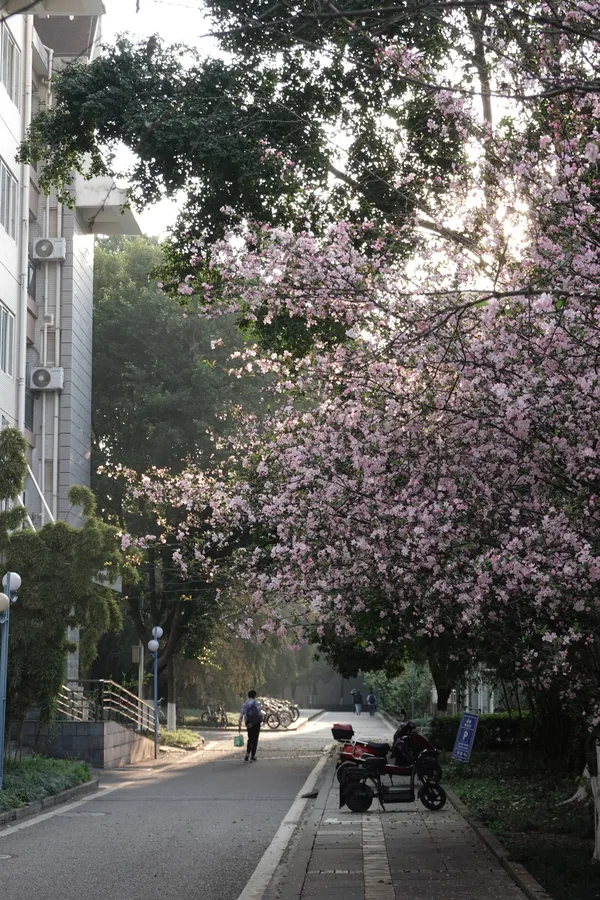 Malus spectabilis in the morning sun, a student of Chongqing University thumbnail