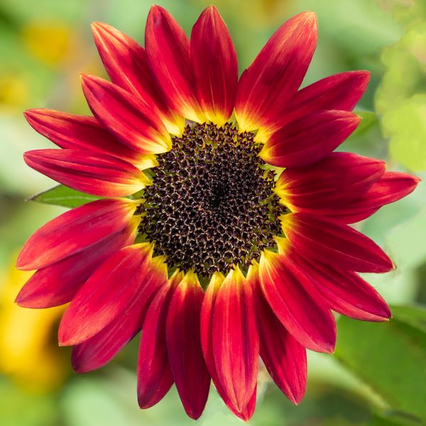 Single Red Sunflower with Just a Little Yellow thumbnail