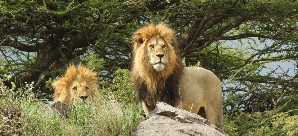  Pair of male lions. 