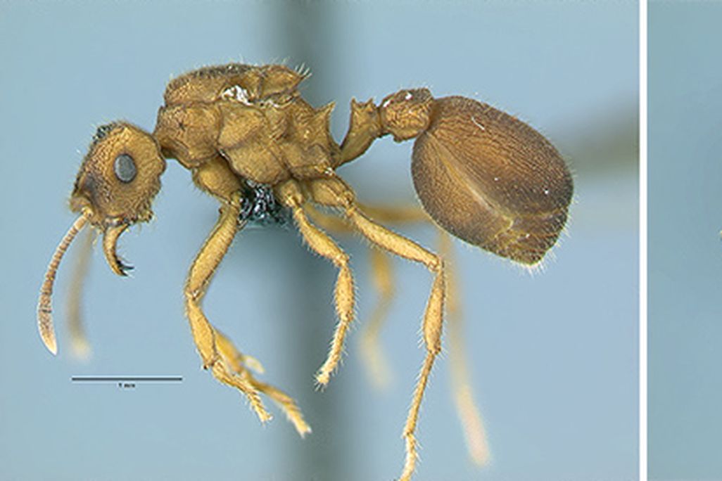 Ants