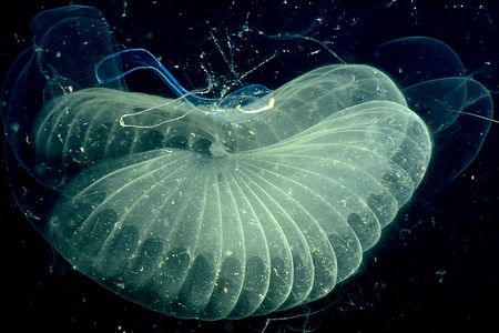 The blue outlined tadpole-like creature at the center of this elaborate structure, made of mucus, is a giant larvacean. New techniques have allowed scientists to model and study this structure, which is used by the larvacean to gather food.