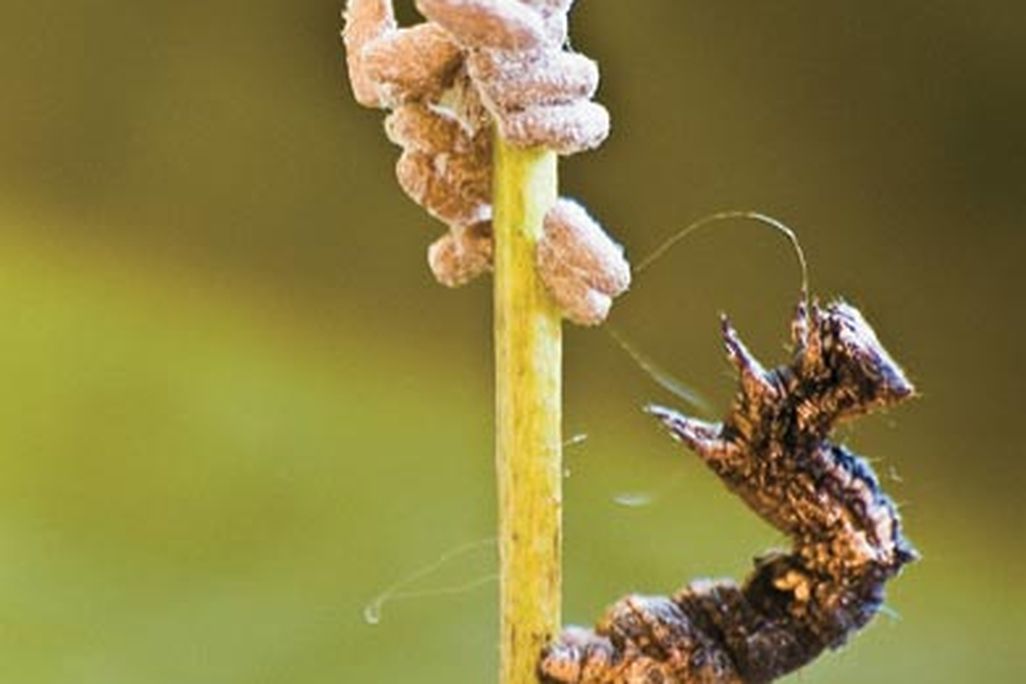 20110520104022wildthings_aug08_2.jpg