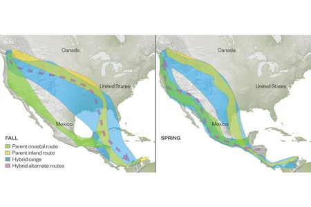 Some hybrid thrushes varied their routes, suggesting that different genes may influence fall and spring migration.
