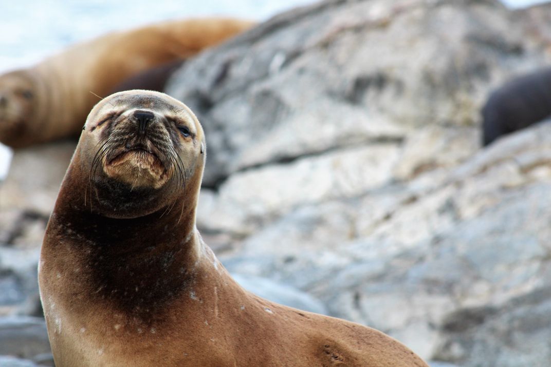 Sea Lion Wink | Smithsonian Photo Contest | Smithsonian Magazine