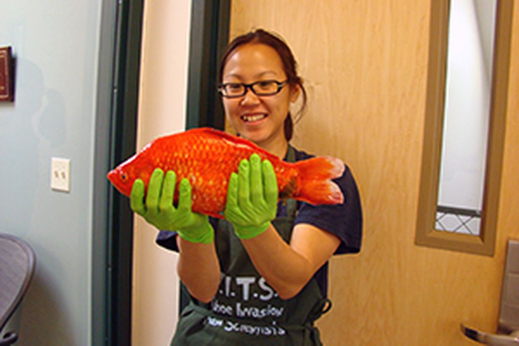 A giant goldfish recovered from Lake Tahoe.
