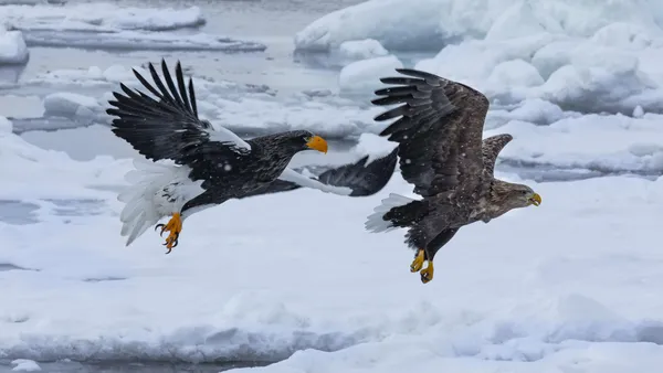 Eagles chasing for food thumbnail