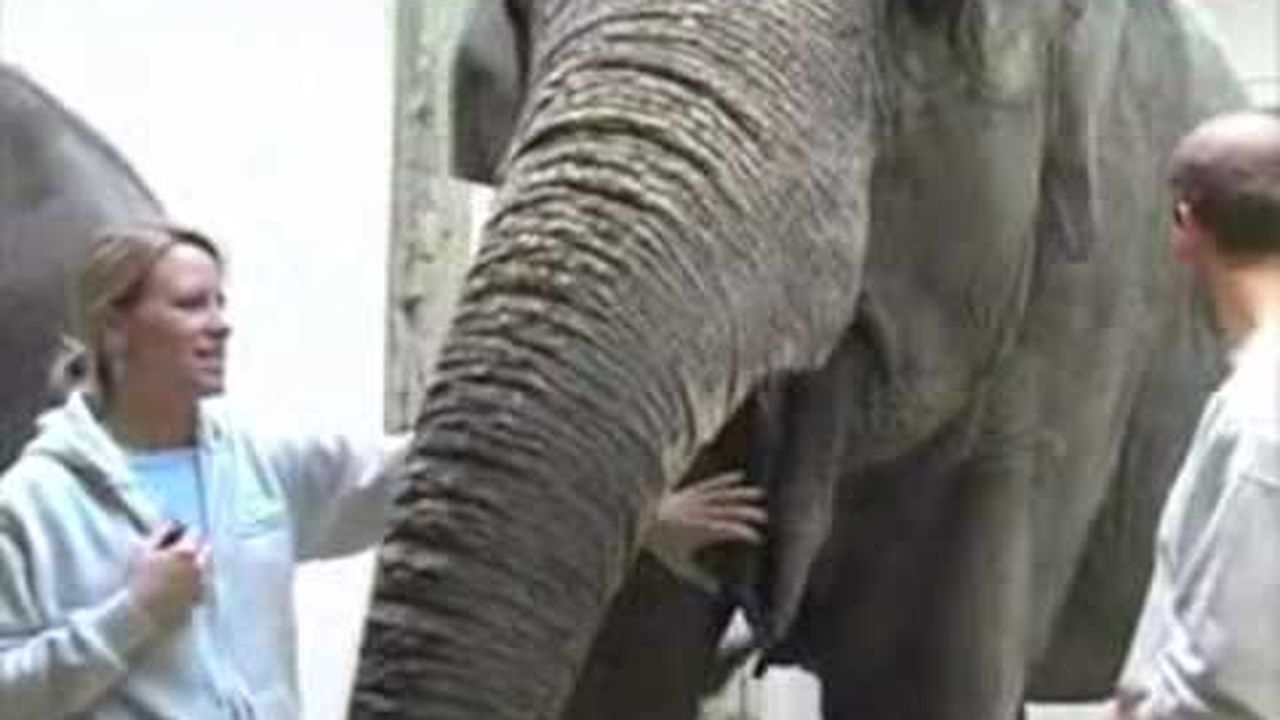 Preview thumbnail for Smithsonian National Zoo Doctor