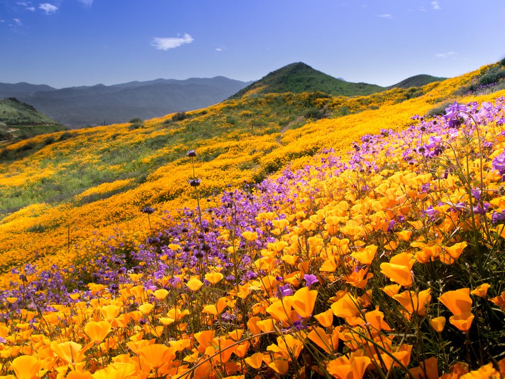 Southern California Will Soon See Another Booming Superbloom Smart