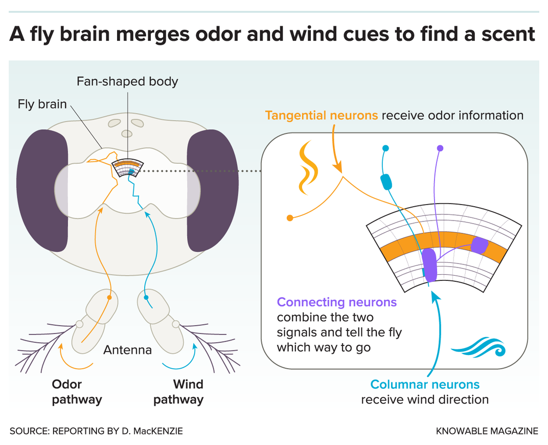 Scientists Are Trying to Figure Out How Animals Follow a Scent to Its Source