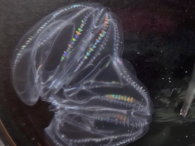 Two comb jellies have fused together and are being probed by a pipette.