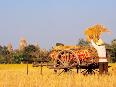 Pre Rup Temple rises in the distance as a worker fills a cart during the rice harvest in Siem Reap Province, Cambodia.