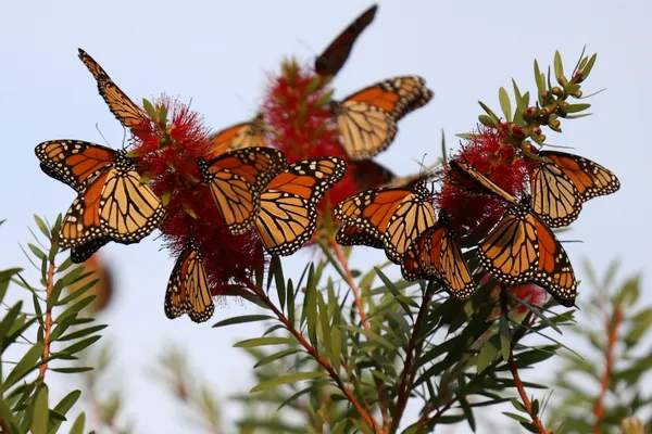 Butterfly Migration thumbnail