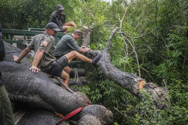 Tusker Destruction Averted thumbnail