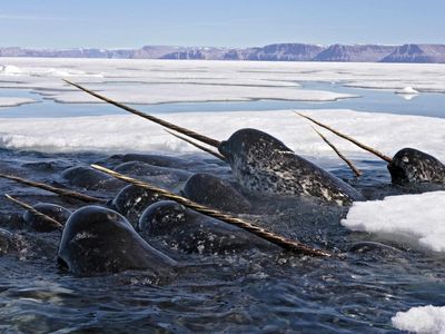 A study of ten narwhal tusks reveals how the animals are responding to a swiftly changing Arctic.