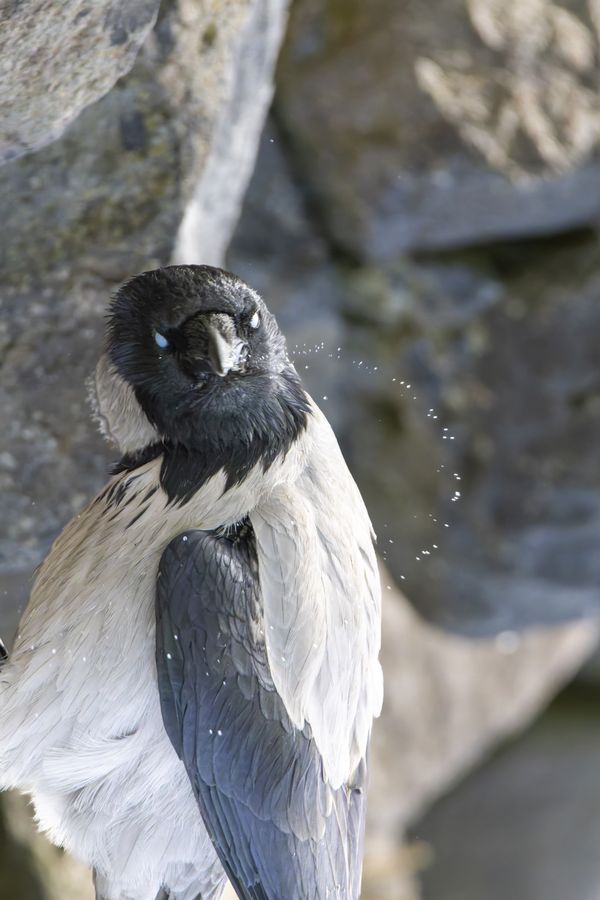 Hooded Crow Knows thumbnail