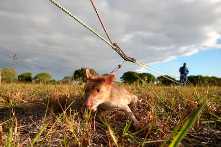In Mozambique, rats, like this one shown, have been used to detect land mines. Now they're being put to work to aid the fight against tuberculosis.