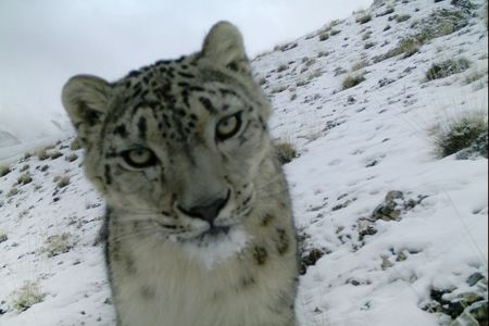 A curious, rare snow leopard checks out the researchers' camera trap. 