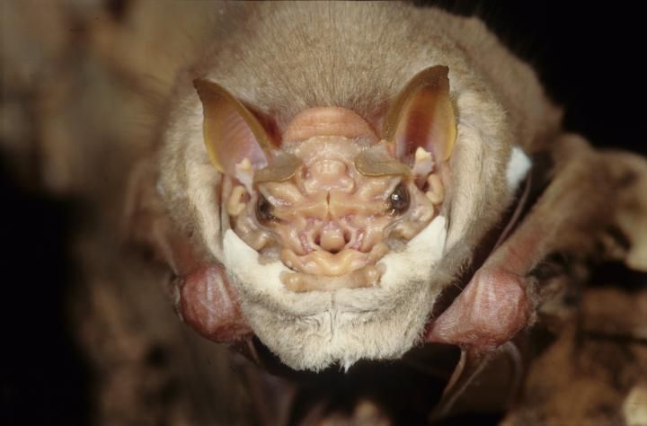 male wrinkle-faced bat