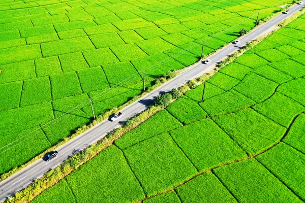 Rice field thumbnail