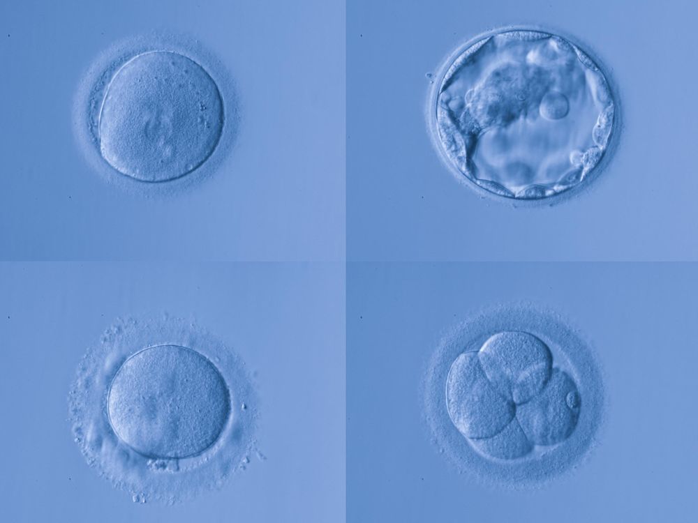 embryo