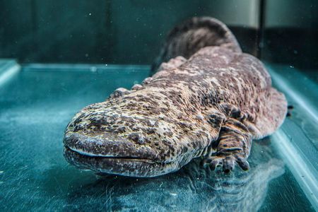 The Chinese giant salamander is the world's largest amphibian, weighing upwards of 140 pounds and growing to a length of more than 5.9 feet