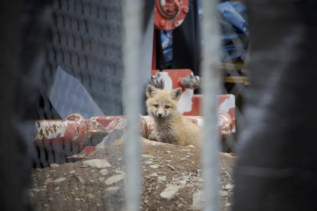 A Cascade red fox kit found in early 2025. Its den was located in a construction zone at a ski resort. Foxes sometimes raise their kits near human food sources, but these areas tend to be fraught with danger. This kit died after ingesting rodenticide, and