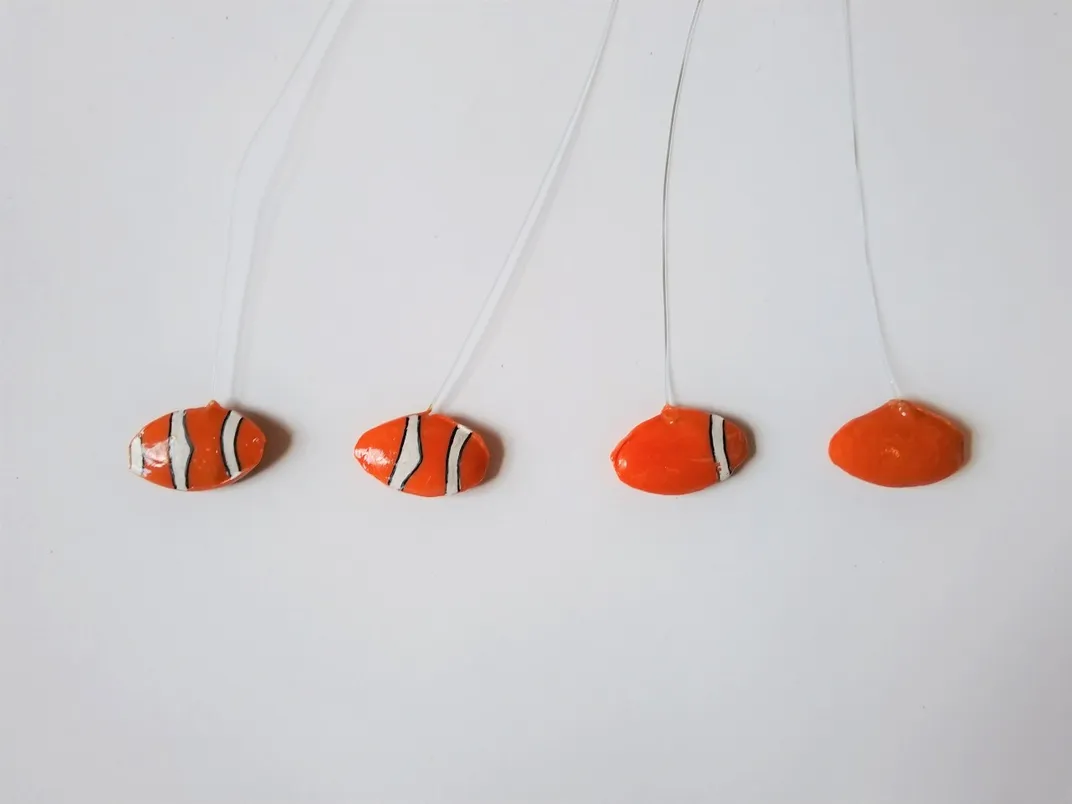 Four "decoy" clownfish, with stripes ranging from zero to three, and painted orange, attached to strings