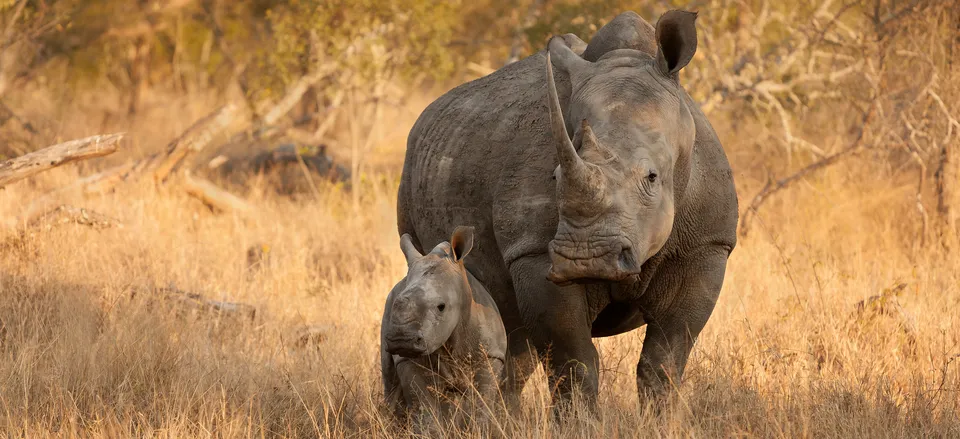  Black rhino and calf 