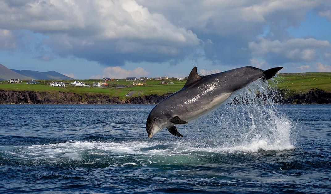 dolphin with fish hook in fin Dolphin dangers on rise in Brevard County's Indian River  Orlando Sentinel